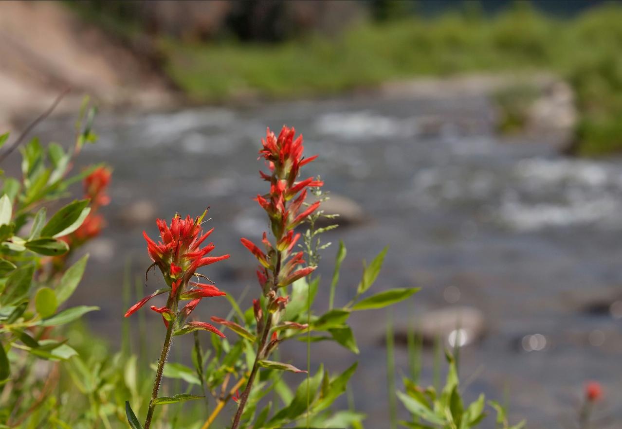 Indian Paintbrush on the Wind River